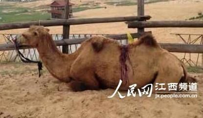 娱乐生活 第48页